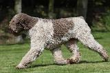 LAGOTTO 031